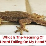 What Is The Meaning of Lizard Falling On My Head?